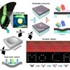 HKU Engineering researchers develop a soft colour-changing system that may lead to revolutionary optical devices