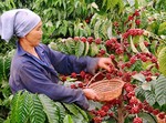 VN to build upscale coffee brand