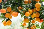 Hưng Yen to host orange week