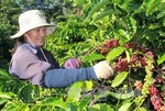 Dak Lak to shift coffee strategy