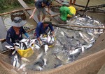 Tap Asia, tra fish exporters told