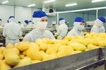 Tay Ninh approves $22m fruit factory