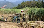 Association proposes stopping temporary import of sugar