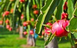 Dragon fruit prices hit rock bottom