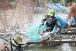 Viet Nam’s tra fish exports exceed $2b for the first time