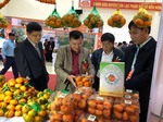 Hoa Binh tangerine variety granted collective trademark