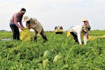 Bumper Tet for watermelon farmers