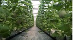 City to pay interest for hi-tech farms
