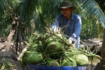 Ben Tre’s green Xiem coconut gets certificate of Geographical Indication