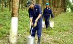 Rubber prices fall, firms fret