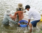 Prawn to be wild: Mekong giant river shrimp output up