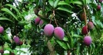 Viet Nam exports 3-coloured mangos to Oz