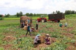 Cassava exports to Japan surge