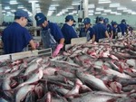 China ripe market for local tra fish exporters