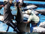 Tuna exports likely to hit $500m in 2018