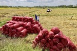 Can Tho eyes rice exports to China