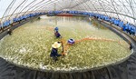 South Korean investor pours funds in Viet Uc Seafood