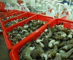 Viet Nam's shrimp exports to China recover