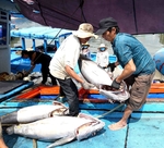 Viet Nam works hard to combat illegal fishing