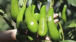 Viet Nam trying to get US export licence for avocados