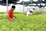 Digitisation boosts Ba Ria-Vung Tau agriculture