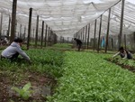 Ha Noi wants Asia Foundation to help boost urban agriculture