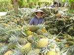 Hau Giang plans $69 million agribusiness project