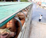 Measures needed to prevent African swine fever reaching southern Viet Nam