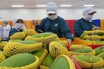 Slow and steady mango export success