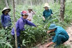 Viet Nam finalises agreement to trade legal timber with EU