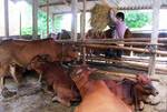 Viet Nam to develop cattle breeding, say officials