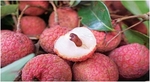 Thieu lychee week to take place in Ha Noi