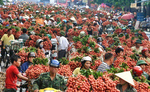 Lychee revenue in Bac Giang reaches 60-year high of US$262.6 million