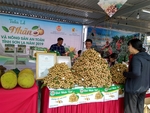 Son La Longan and Safe Farm Produce Week 2019 launched in Ha Noi