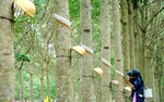 Rubber group sees both revenue and profit rise