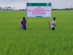 Loc Troi Group expands organic agricultural production