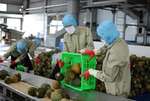 Vietnamese export products face stricter non-tariff barriers in EU