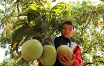 Vietnamese mangoes exported to Chile