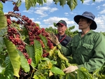 Nestlé programme helps increase coffee farmers’ incomes