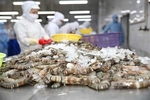 Minh Phu opposes US anti-dumping duty on frozen shrimp