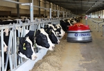 Numerous dairy firms enjoy profit growth in Q3