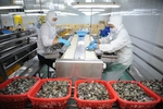 Mekong Delta seafood exports recover