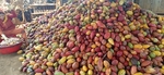Viet Nam needs focus on quality cocoa: experts