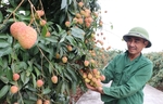 Preparations geared up for exporting fresh lychees to Japan