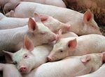 Pork price must be stabilised: MoIT