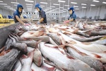 Tra fish exports to US, China rise in March