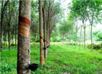 Rubber plantations converted into industrial land
