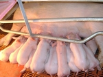 Hung Vuong and Thadi set up pig breeding JV in Long An