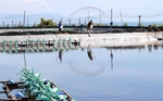Shrimp exports expected to increase in coming months