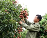 Japanese experts to arrive in Viet Nam to examine lychee exports